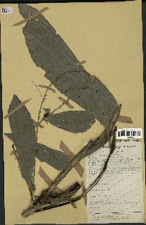 spécimen de Eremospatha sp.