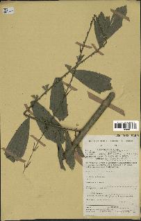 spécimen de Eremospatha sp.