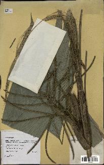 spécimen de Wendlandiella sp.