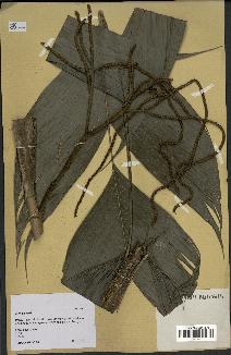 spécimen de Wendlandiella sp.