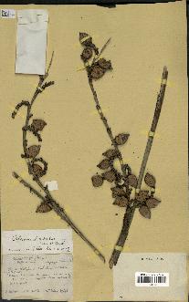 spécimen de Calamus deerratus