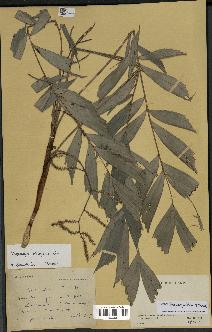 spécimen de Dypsis trapezoidea