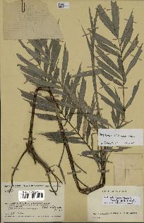 spécimen de Dypsis thiryana