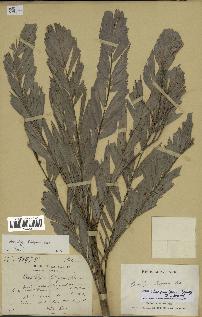 spécimen de Dypsis thiryana