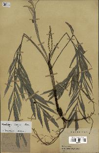 spécimen de Dypsis thiryana