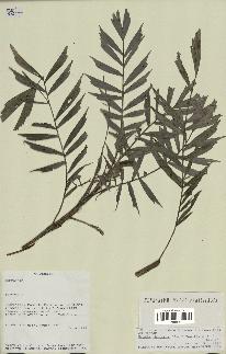spécimen de Dypsis thiryana