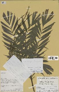 spécimen de Dypsis thiryana