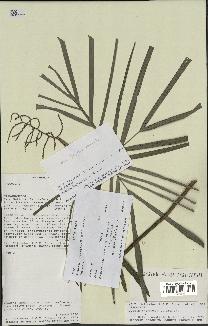 spécimen de Dypsis thermarum