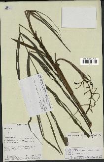 spécimen de Dypsis thermarum