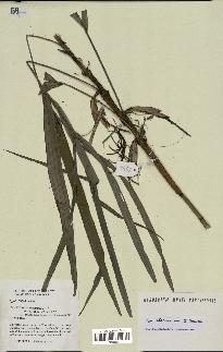 spécimen de Dypsis thermarum