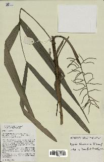 spécimen de Dypsis thermarum