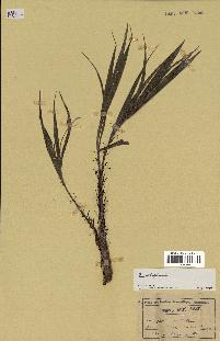 spécimen de Acanthophoenix sp.
