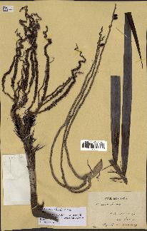 spécimen de Acanthophoenix sp.