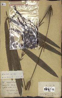 spécimen de Eremospatha macrocarpa