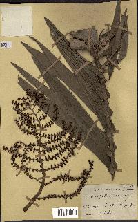 spécimen de Eremospatha macrocarpa