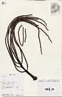 spécimen de Dypsis indet.
