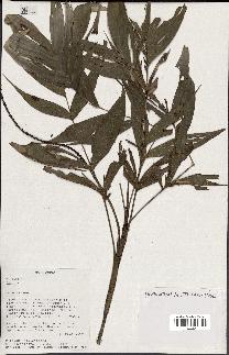 spécimen de Dypsis sp.