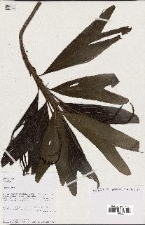 spécimen de Dypsis sp.