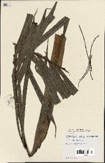 spécimen de Dypsis sahanofensis