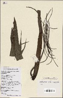 spécimen de Dypsis sahanofensis