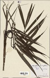 spécimen de Dypsis jumelleana