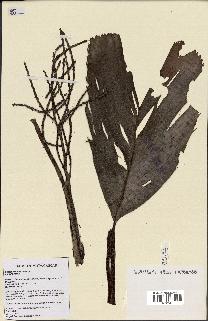 spécimen de Dypsis schatzii