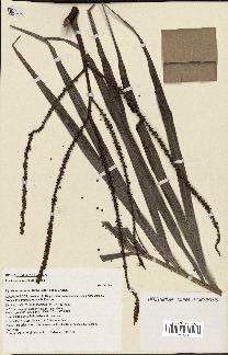 spécimen de Dypsis acuminum