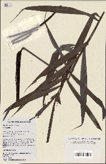 spécimen de Dypsis curtisii
