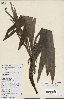 spécimen de Dypsis humbertii