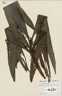 spécimen de Dypsis humbertii