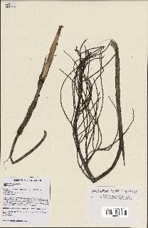spécimen de Dypsis concinna