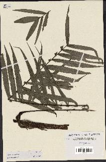 spécimen de Dypsis concinna