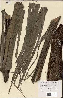 spécimen de Beccariophoenix madagascariensis