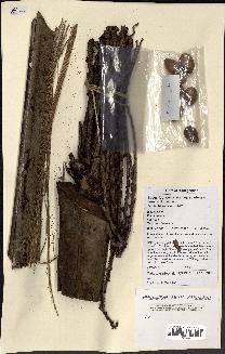 spécimen de Beccariophoenix madagascariensis