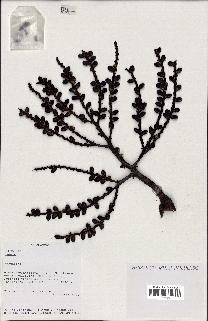 spécimen de Dypsis sp.