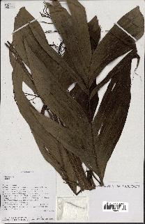 spécimen de Dypsis sp.