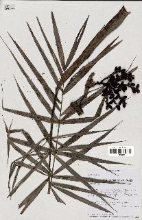 spécimen de Dypsis sp.