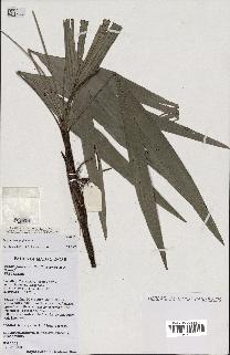 spécimen de Dypsis heterophylla