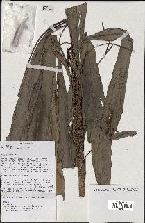 spécimen de Dypsis sp.