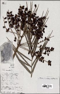spécimen de Phoenix reclinata