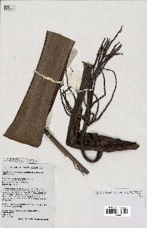 spécimen de Dypsis beentjei