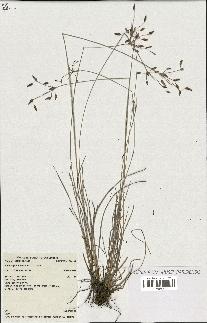spécimen de Fimbristylis dichotoma