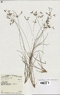 spécimen de Fimbristylis dichotoma