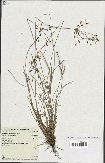 spécimen de Fimbristylis dichotoma