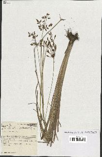 spécimen de Fimbristylis dichotoma