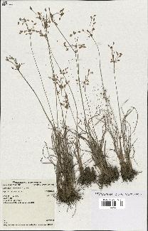 spécimen de Fimbristylis dichotoma