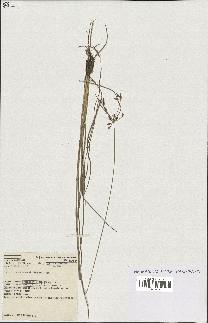 spécimen de Fimbristylis dichotoma