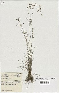 spécimen de Fimbristylis dichotoma