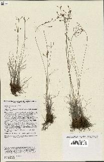 spécimen de Fimbristylis dichotoma