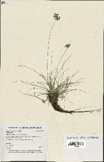 spécimen de Fimbristylis dichotoma